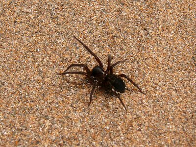Beach nature arachnid