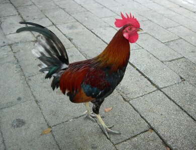 Animal bantam bird photo