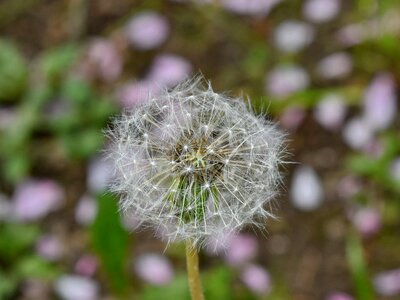 Dandelion detail macro