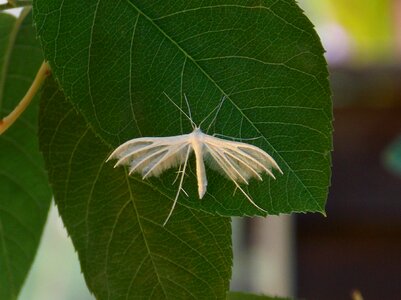 Spring little figure federmotte insect