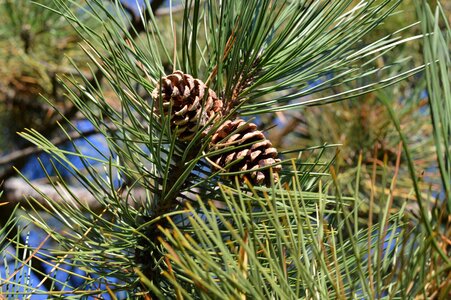 Pine cone brown photo
