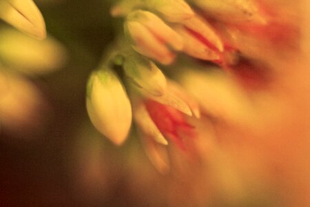 Flowers flower background