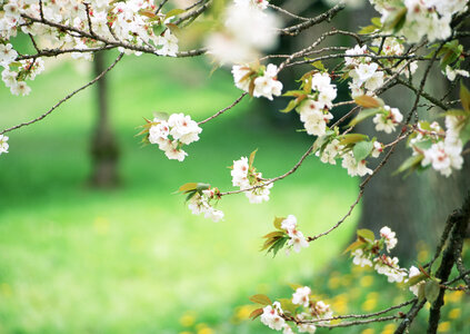 Beautiful flowering Japanese cherry - Sakura. photo