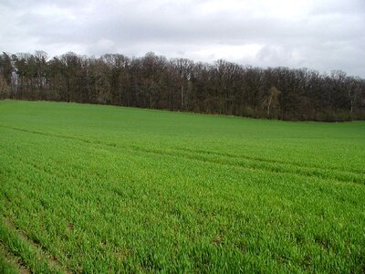 Array grazing greenery photo