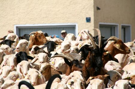 Ovis capra attack