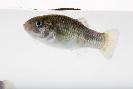 Devils Hole Pupfish in captivity-1