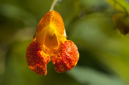 Flower perennial wildflower