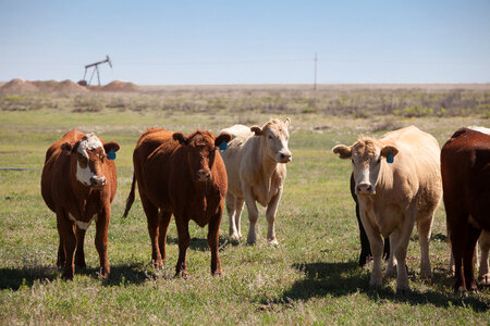 Cattle ranch-15