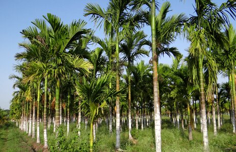 Areca catechu betelnut chikmagalur