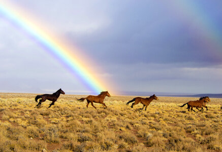 Horses Running Under the Rainbow photo