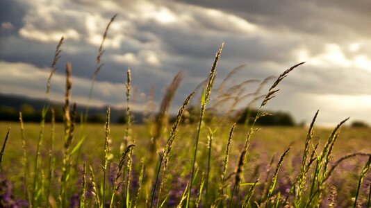 Plant grass idyll photo