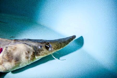 Pallid sturgeon-4 photo