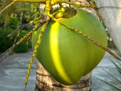 Coconut coconut tree palm photo