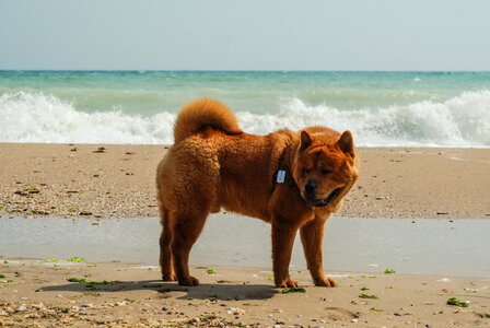 Akita Dog on the Beach photo