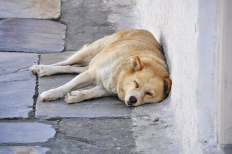Dog sleep tired hot santorini photo