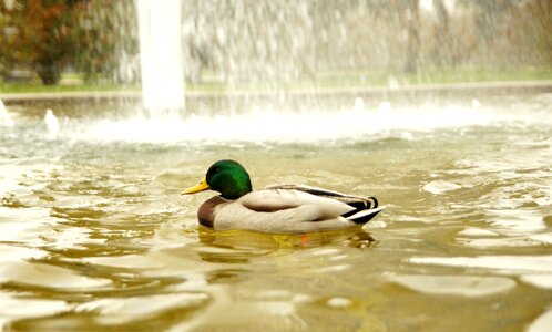 Bird duck fountain photo