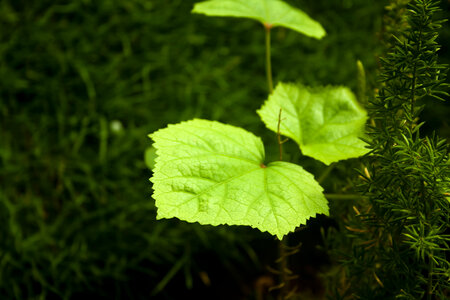 Green Leaves Beautiful photo