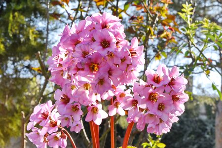 Pinkish spring time branch