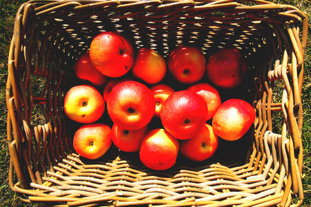 Basket of Apples