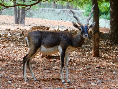 Antelope cervicapra herbivore photo