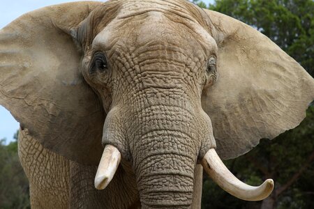 Zoo animals tusks