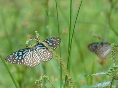 Nature animal wing