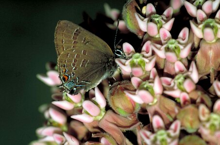 Blue brown butterfly