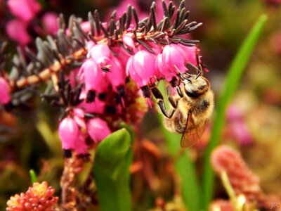 Spring nature garden photo