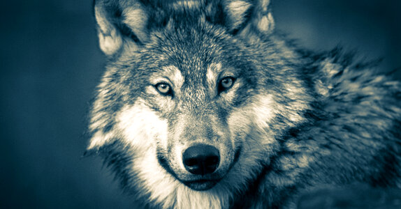 Wolf photo