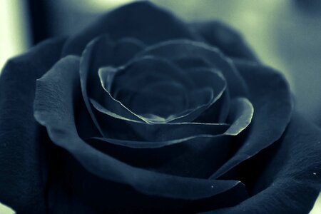 Rose wallpaper blue flower blue rose