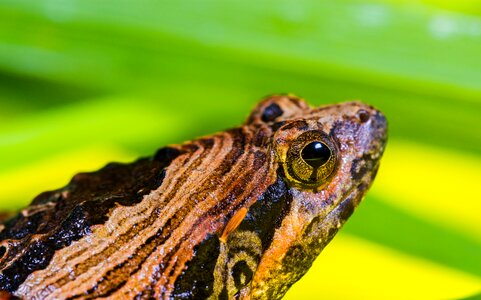 Anuran frog amphibians