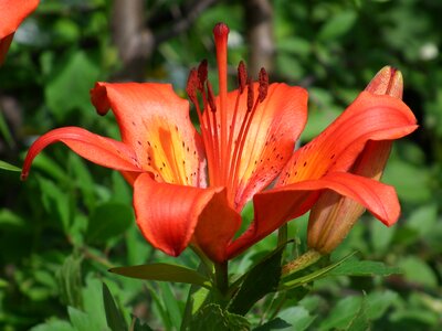 Beautiful flower garden flower flowers