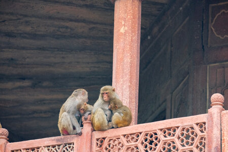 Family of Monkeys photo
