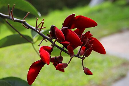 Floral plant natural photo