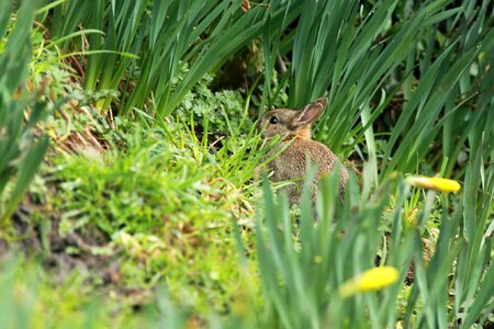 Ears easter fluffy photo