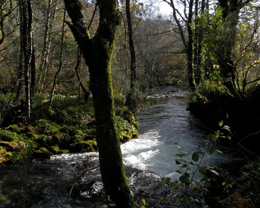 Autumn birch creek photo