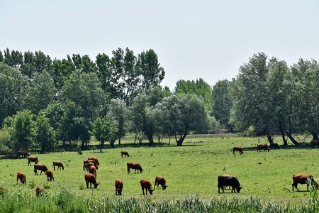 Animals meadow cow photo