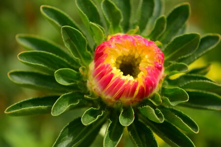 Beautiful Flowers blooming blossom