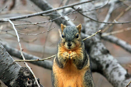 Squirrel eating nut photo