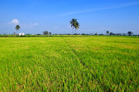 India crop field