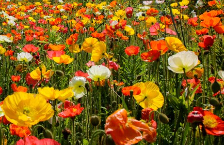 Colorful flower meadow color