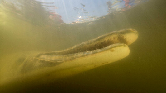 Alligator gar-3 photo