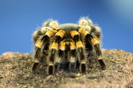 Large Spider in display photo