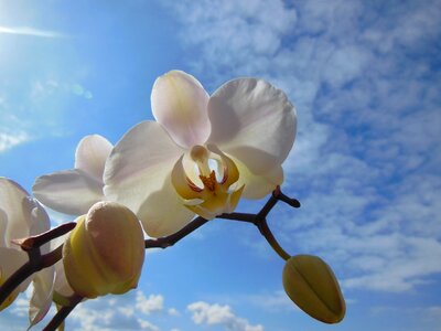 Blue sky white clouds white photo