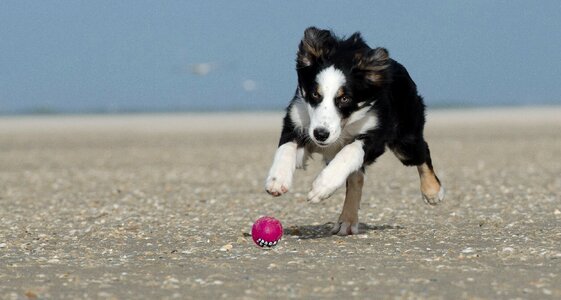 Border collie puppy running dog ball hunting photo