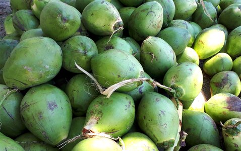 Stack of green coconuts