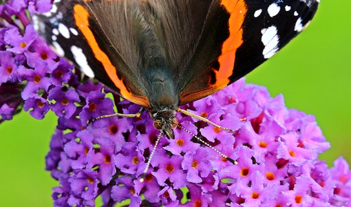 Bloom blossom butterfly