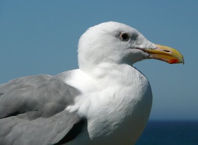 Animal feathered gull photo
