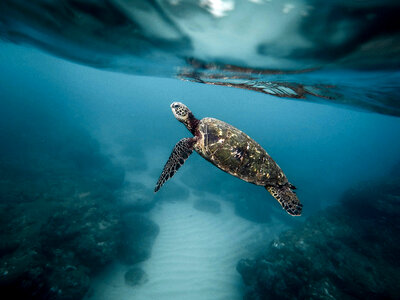 Underwater photo of a turtle photo
