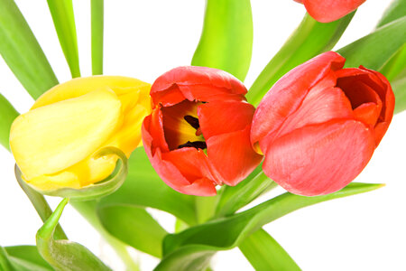 Tulips photo